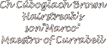 Ch Cúboglach Brown Hairstreak's son"Marco"